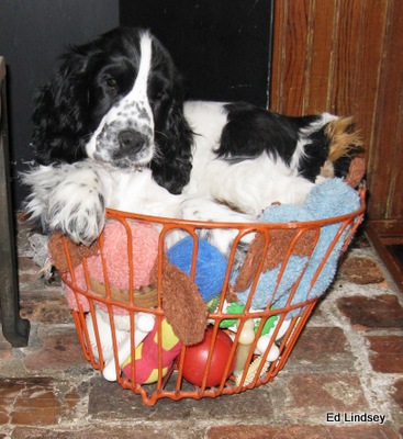 itoba english cocker spaniels