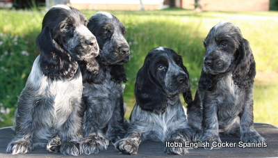 itoba english cocker spaniels