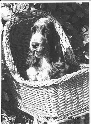 itoba english cocker spaniels