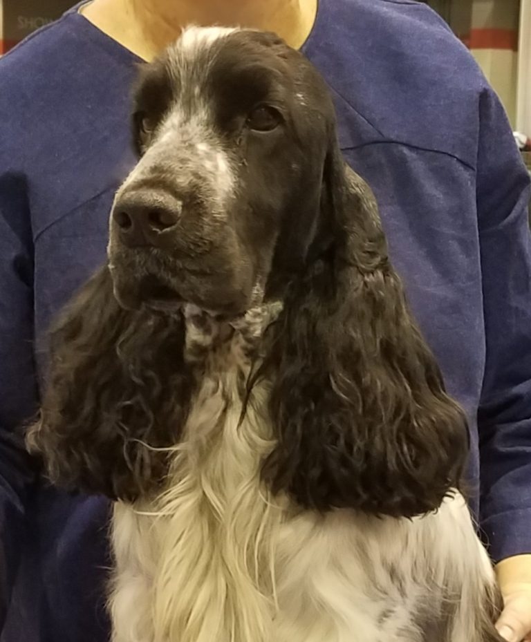 Our Boys – Itoba English Cocker Spaniels