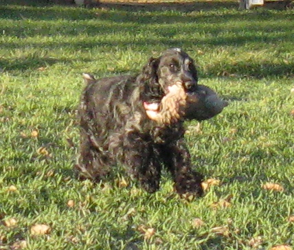 layla20retrieve20220cropped