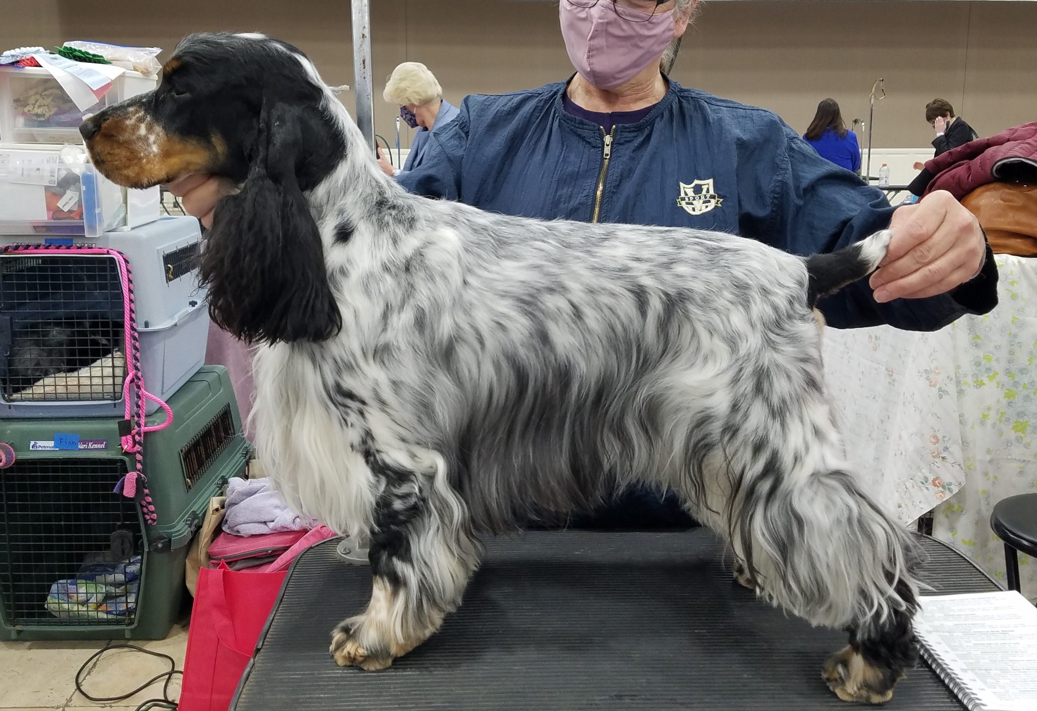 Bristol – Itoba English Cocker Spaniels