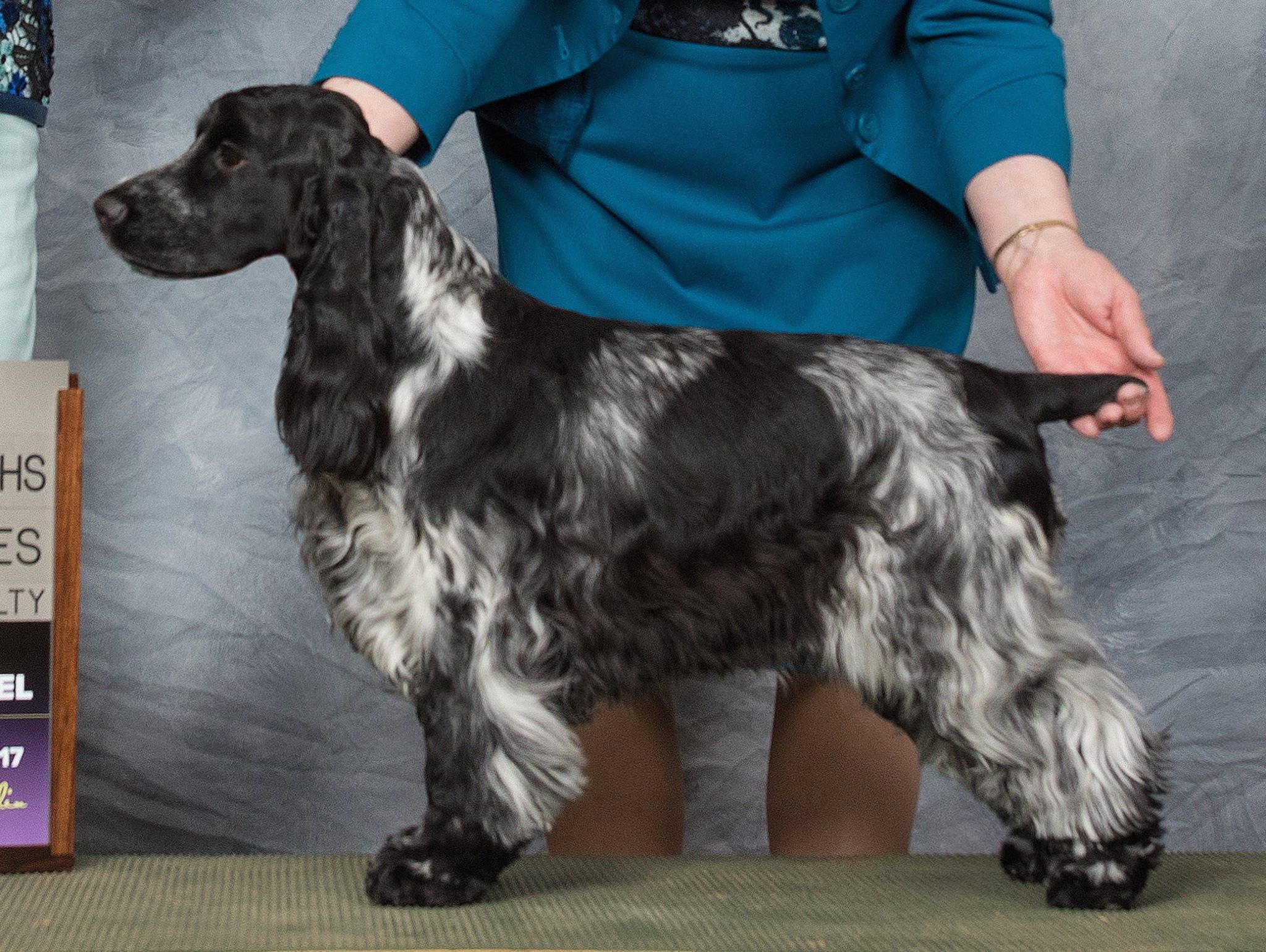 Fletcher – Itoba English Cocker Spaniels